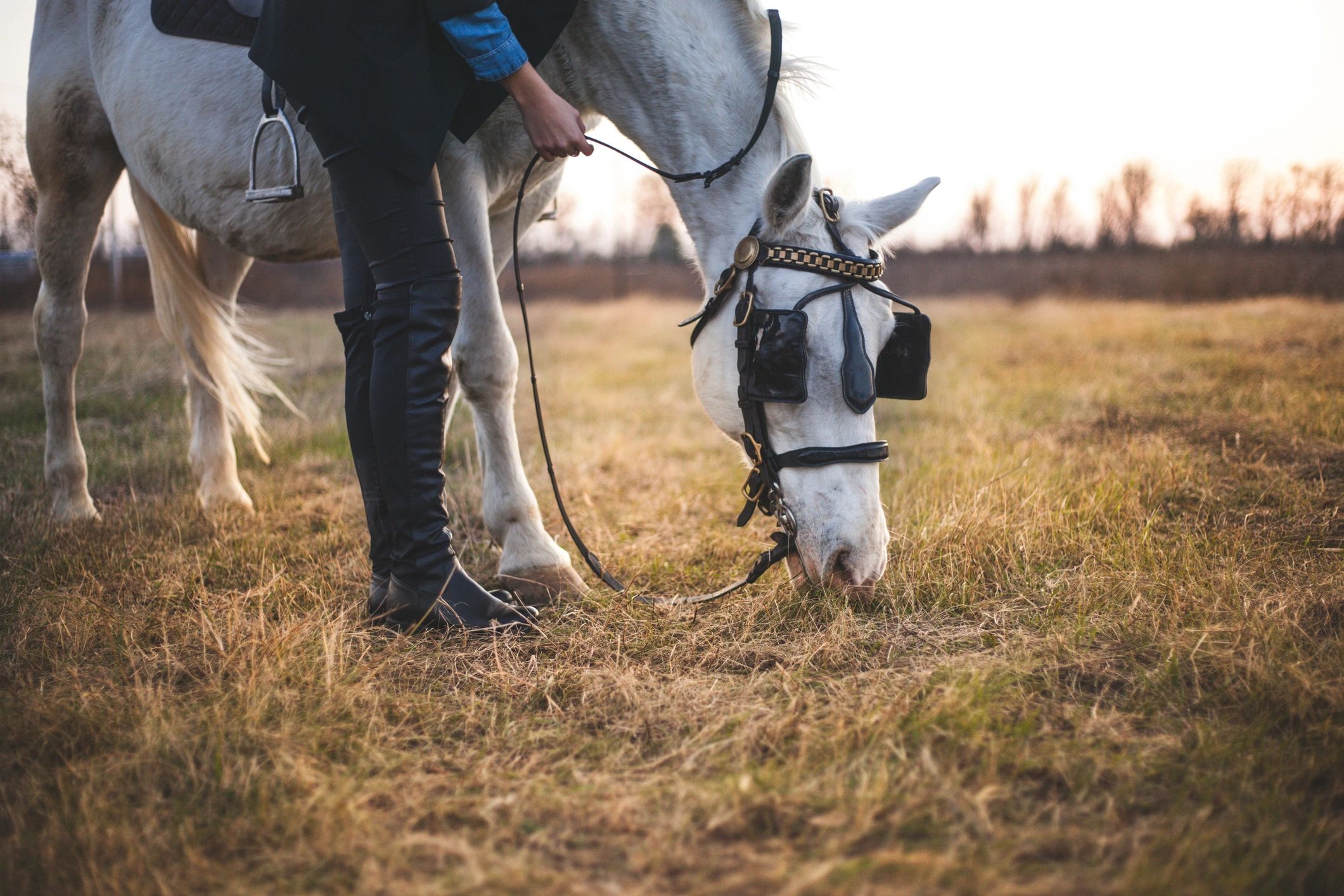 Two white horses running together