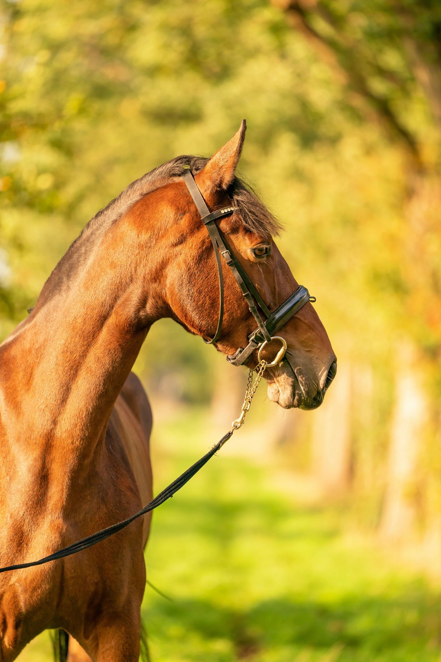 Horse portrait used with editorial quote