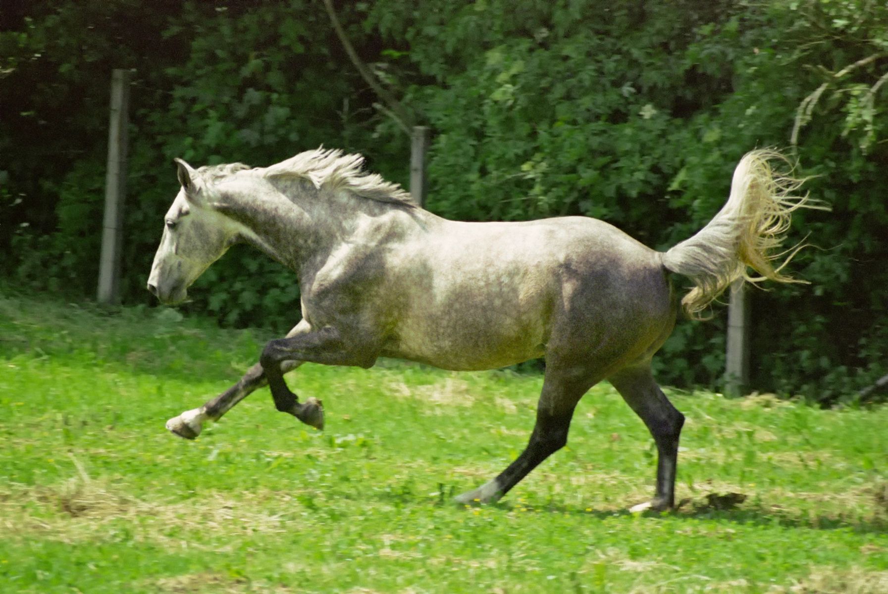 Galloping white horse in motion