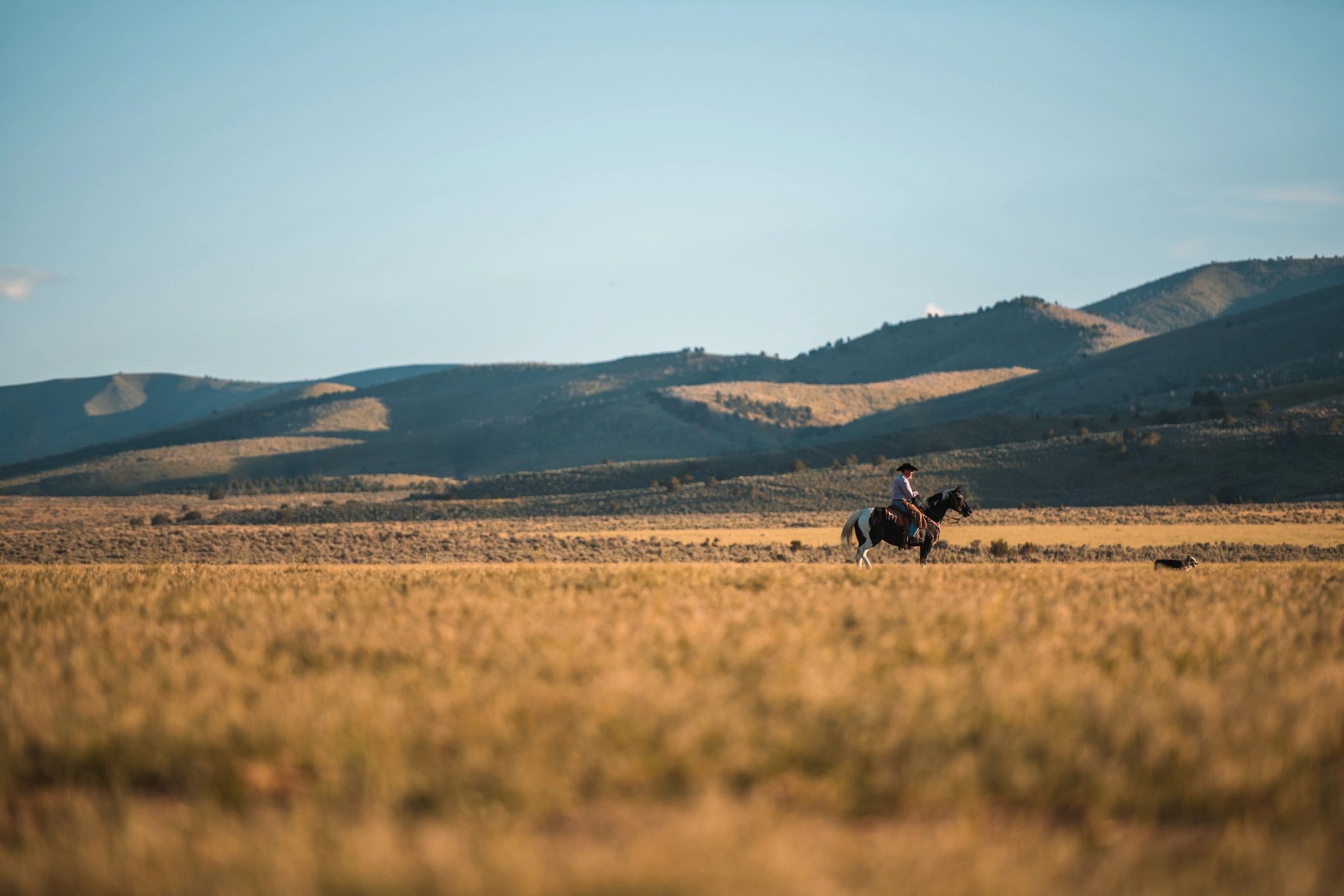 Rider on horseback in a wide field