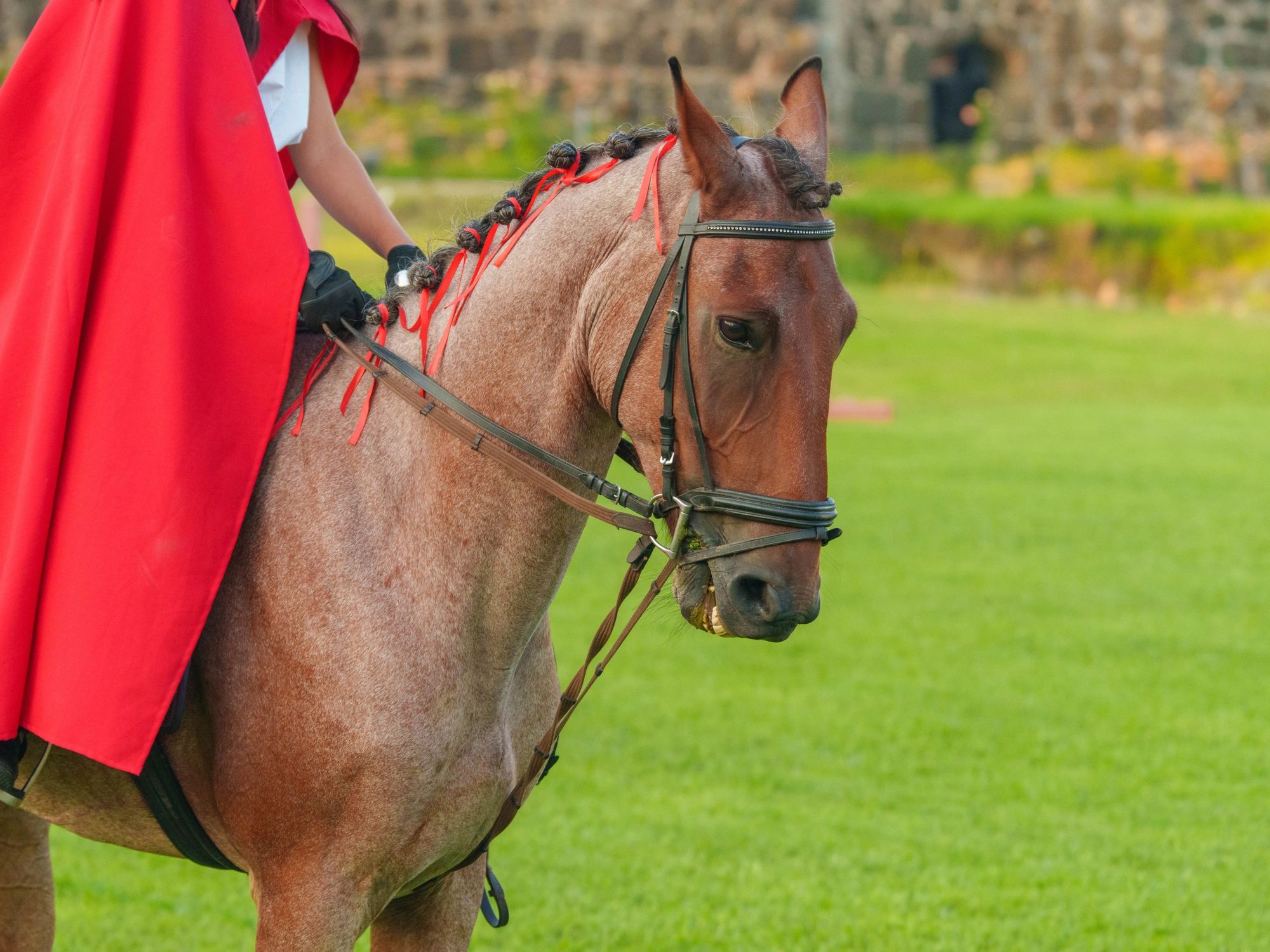 Horse and rider outdoors