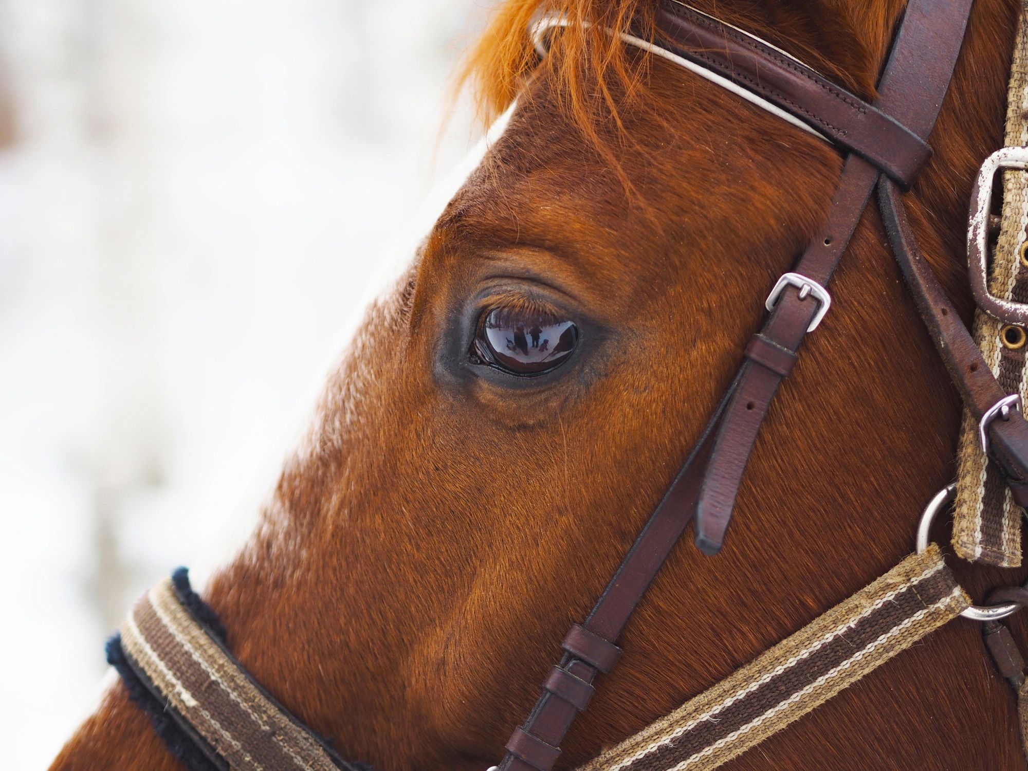 Close-up of a horse eye