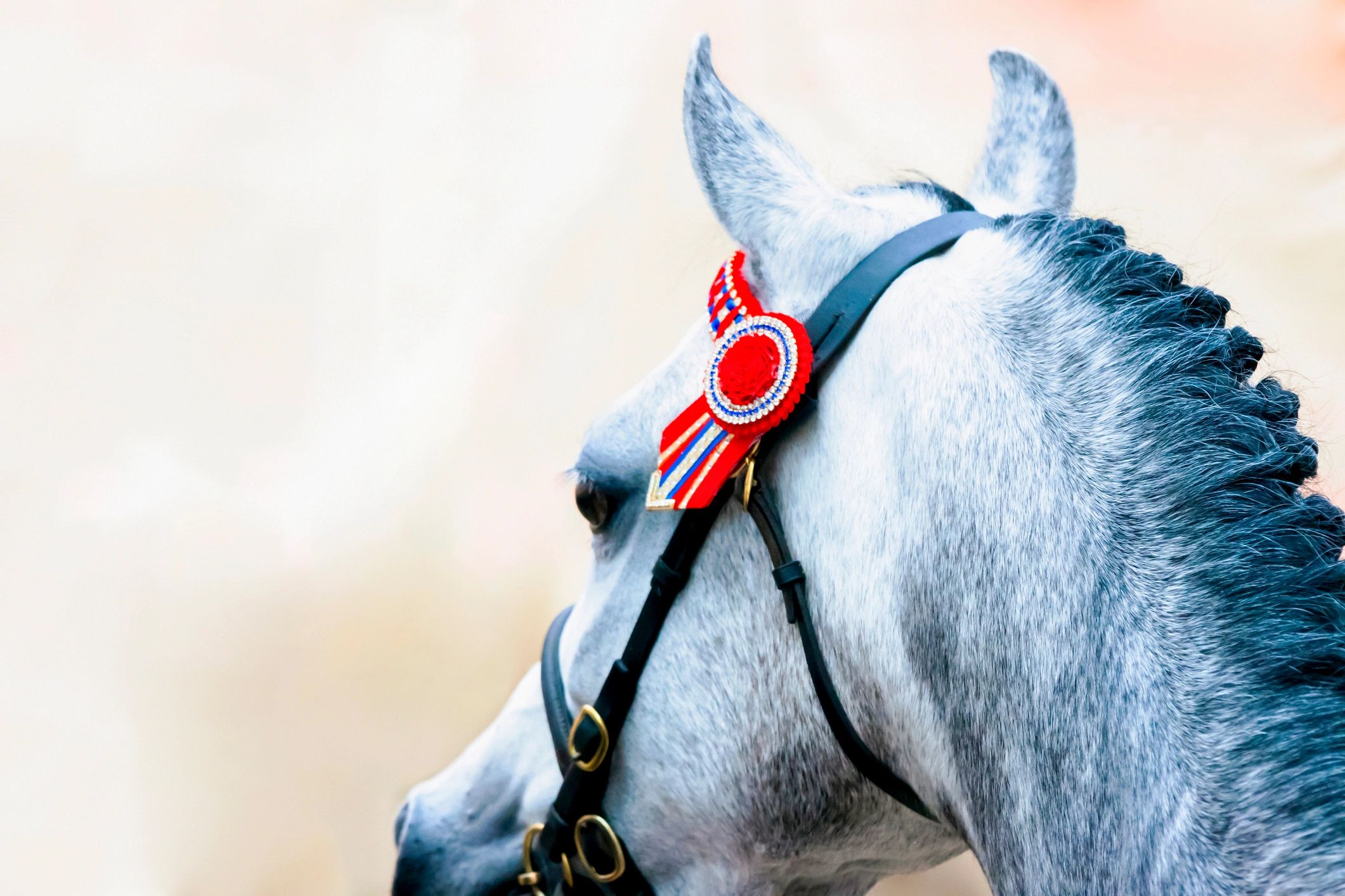 Award-winning horse with red rosette