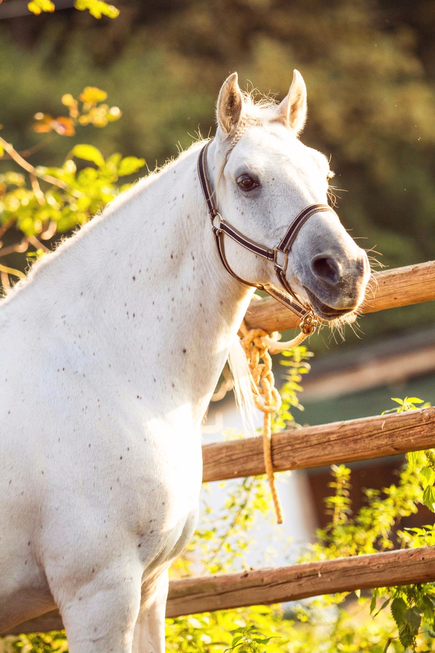Lipizzaner horse in sunset